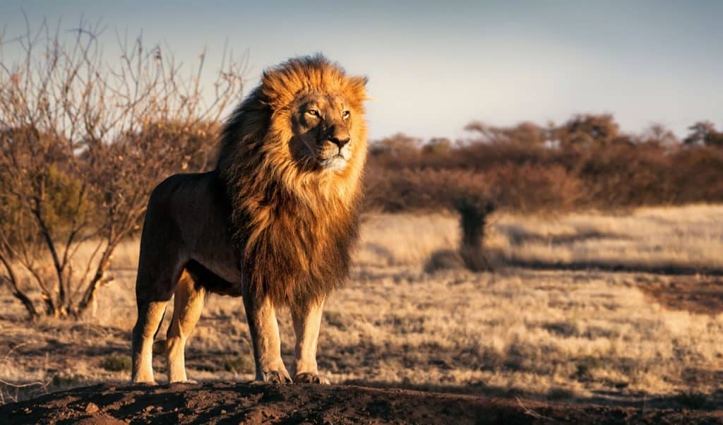 Quais os animais mais barulhentos do mundo?