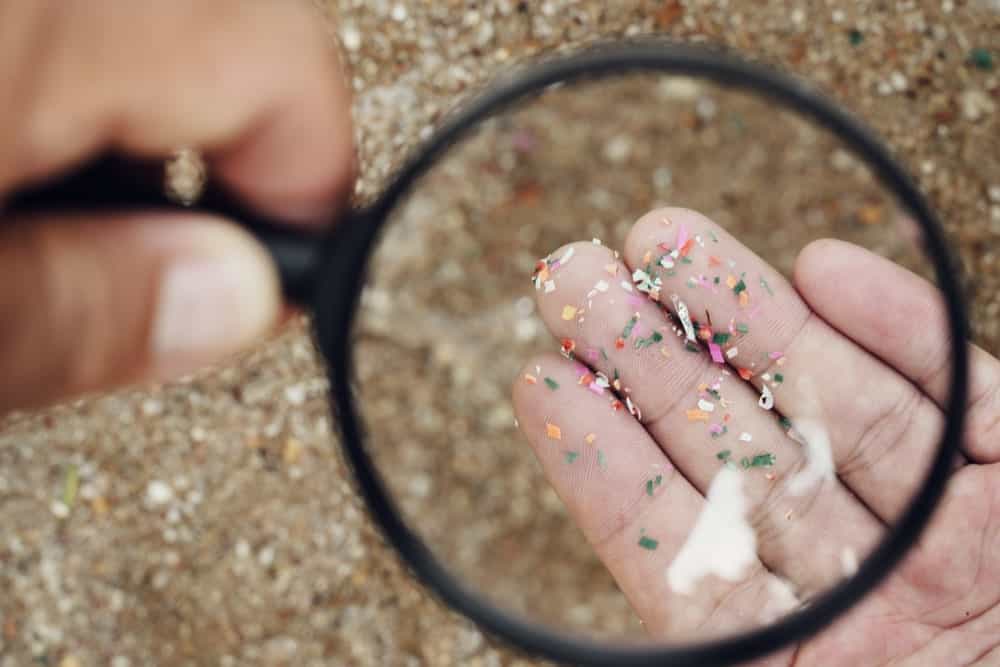 Pesquisa brasileira alerta: há microplásticos em camarões de SP