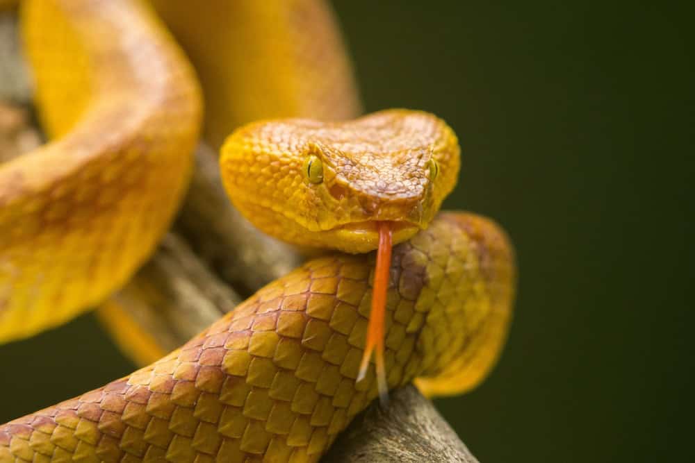 Mais perigosa do mundo? Conheça a ilha das Cobras