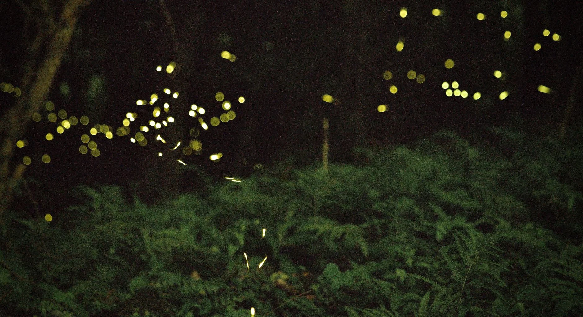 Adobe Firefly
